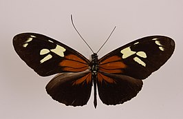 Heliconius burneyi