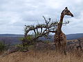 Der Hluhluwe-Teil des Parks