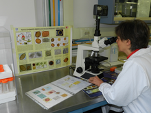 Τα δείγματα προετοιμάζονται για ανάλυση στο μικροσκόπιο και προχωρούν με την ταυτοποίηση και τον ποσοτικό προσδιορισμό των αυγών των ελμινθών.