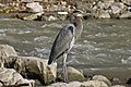 nl:Amerikaanse_blauwe_reiger