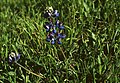 Lupinus nanus