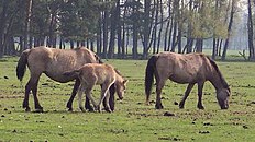 Croÿ’sches Naturerbe: Dülmener Wildpferde, dank Herzog Alfred von Croÿ seit 1847 vor dem Aussterben bewahrt