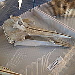 Ginkgo-toothed beaked whale (skull)