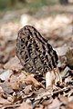 Morchella esculenta