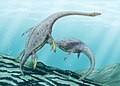 Muraenosaurus gibi Plesiosaurlar, Jura okyanuslarında dolaştı.