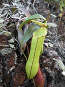 Nepenthes gracilis; Borneo, Sumatra, Celebes, Malezja, Tajlandia, Kambodża i Singapur