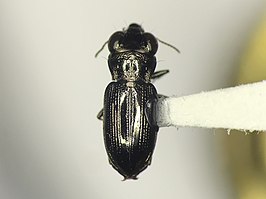 Notiophilus semistriatus