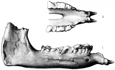 mascella di Paraceratherium.