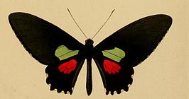 Parides aeneas