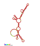 Listeria snRNA rli43: Predicted secondary structure taken from the Rfam database. Family RF01477.