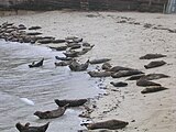 Seals at the beach of San Diego