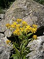 Senecio hercynicus