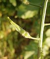 Sinapis alba young fruit