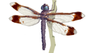 Illustration of a female T. plagiata