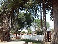 Banyan tree - Shiv Bajrang Dham, Kishunpur