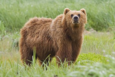 Kodiak bear