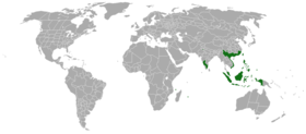 Range of Acacia confusa