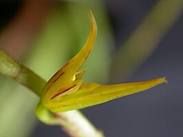 Acianthera adamantinensis