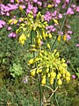 Allium flavum