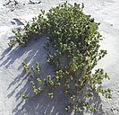 Atriplex hollowayi growing in sand