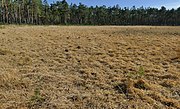 Baumfreies Gelände von lichtem Kiefernwald umgeben