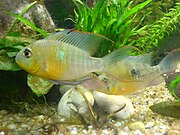 Mikrogeophagus altispinosus