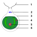 Bau der Chlamydomonas 1. Geißeln 2. Vakuole 3. Zellwand 4. Augenfleck 5. Zellkern 6. becherförmiger Chloroplast