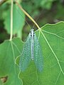 Goldauge (Chrysopa perla)