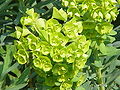 Euphorbia characias