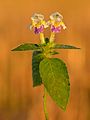 18. Nagyvirágú kenderkefű (Galeopsis speciosa) Keilában (Észtország) (javítás)/(csere)