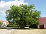 Eiche auf dem Ava-Hof (Fårö), 1741 von Linné erwähnt. Stammumfang ca 6m