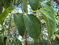 Laubblätter von Gouania microcarpa