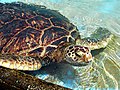 Image 1 Green sea turtle More selected pictures