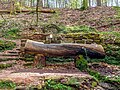 Die Karlsbergquelle im Sanddorfer Wald