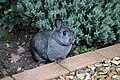 A female Netherland Dwarf