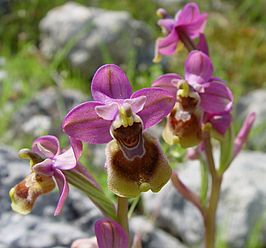 Ophrys tenthredinifera