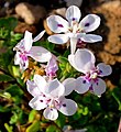 Lapeirousia pyramidalis closeup of flowers