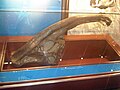 Parasaurolophus walkeri