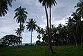 Coconuts and other Crops