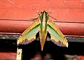 Pergesa actias