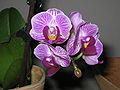 Phalaenopsis cultivar with small flowers