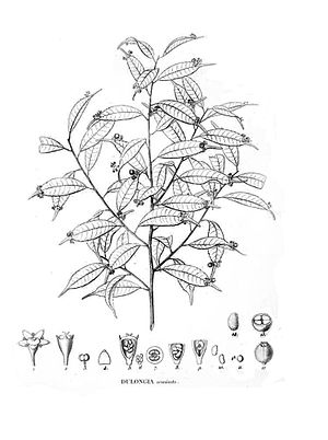 Το είδος Phyllonoma ruscifolia