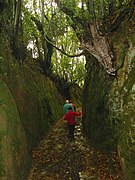 Congostra da Carballa, Ribeira, Galicia, Spania.