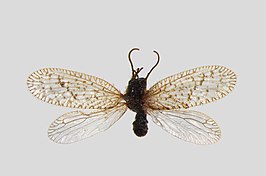 Psectra diptera