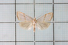 A white moth