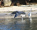 Reddish egret with a great egret looking on.