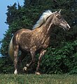 Windfarbenes Rocky Mountain Horse