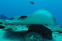 Side view of a stingray over a field of rocks scattered on sand, with small fish nearby