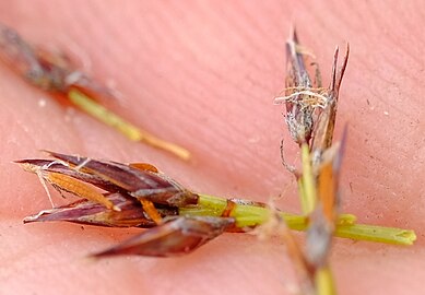 Clusters of spikelets