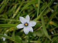 Sisyrinchium angustifolium close-up